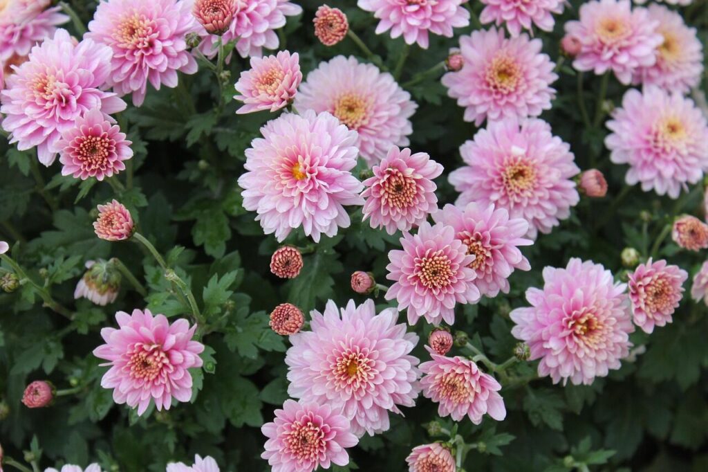 chrysanthemums, flowers, chrysanthemum x morifolium, flower background, flower wallpaper, nature, flourish, beautiful flowers, pink