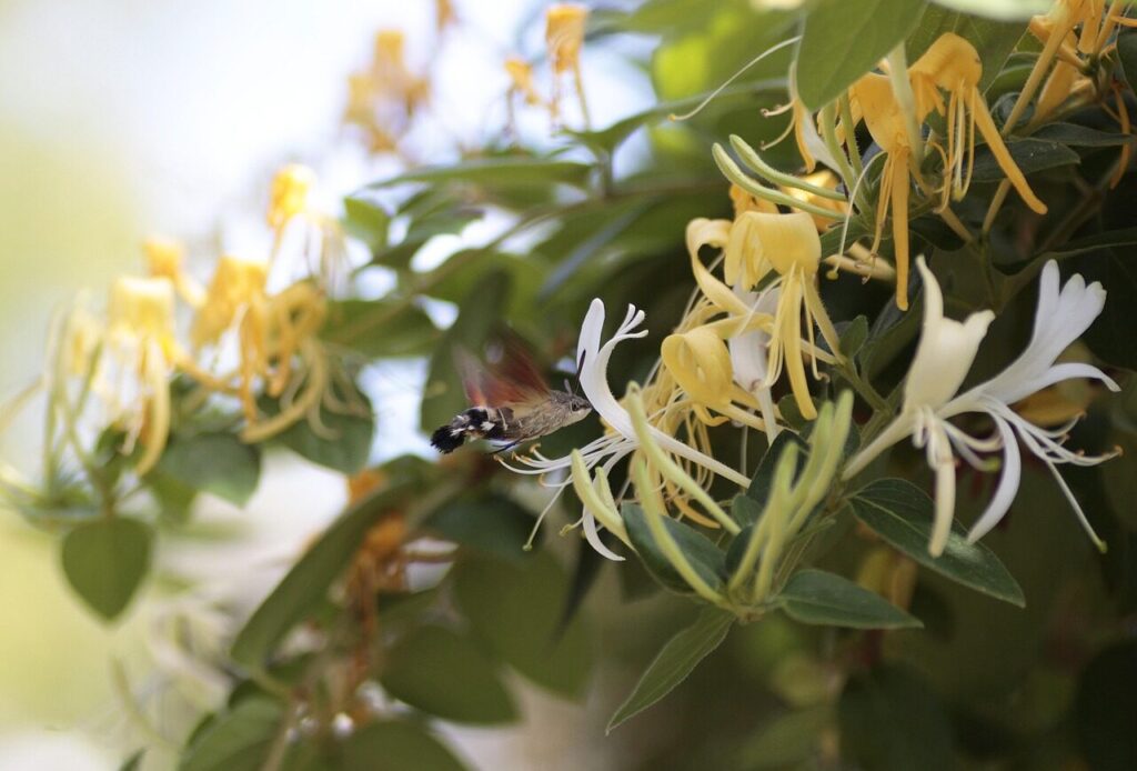 humming-bird, nature, hummingbird hawk moth, honeysuckle, japanese, wildlife, small, flying, tiny, animal, honeysuckle, honeysuckle, honeysuckle, honeysuckle, honeysuckle