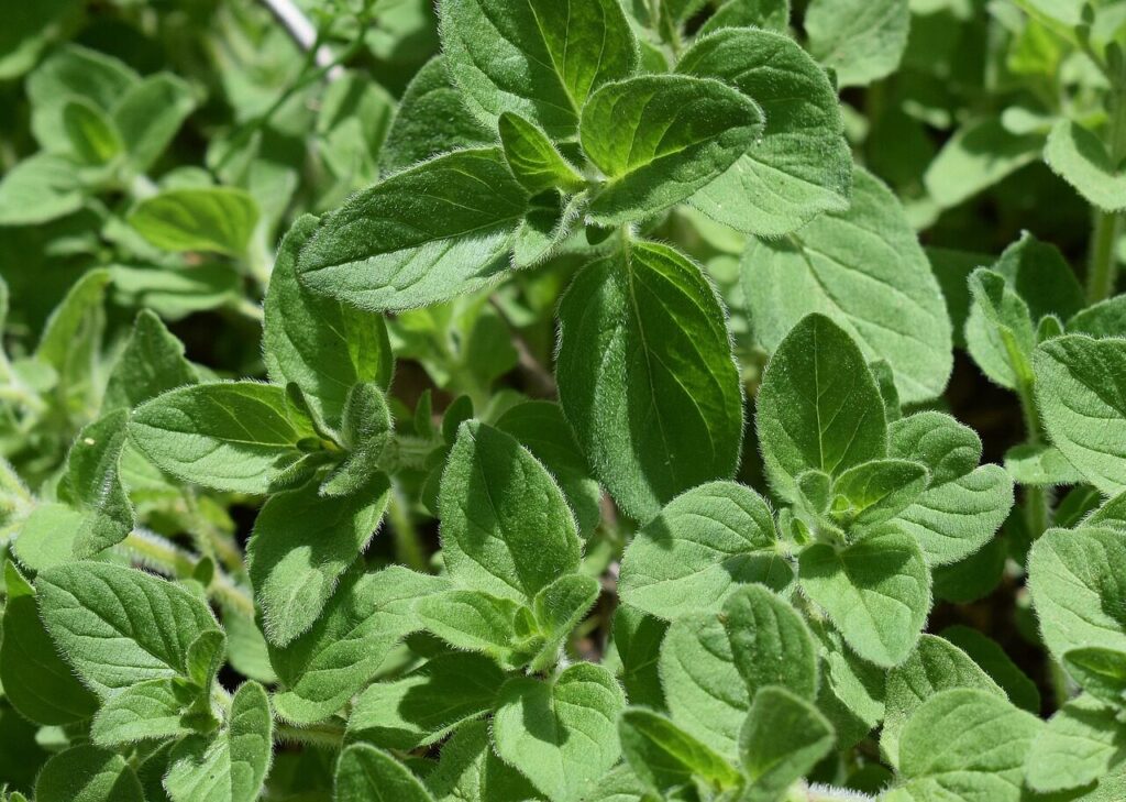 oregano, nature, herb, plant, fresh, healthy, tasty