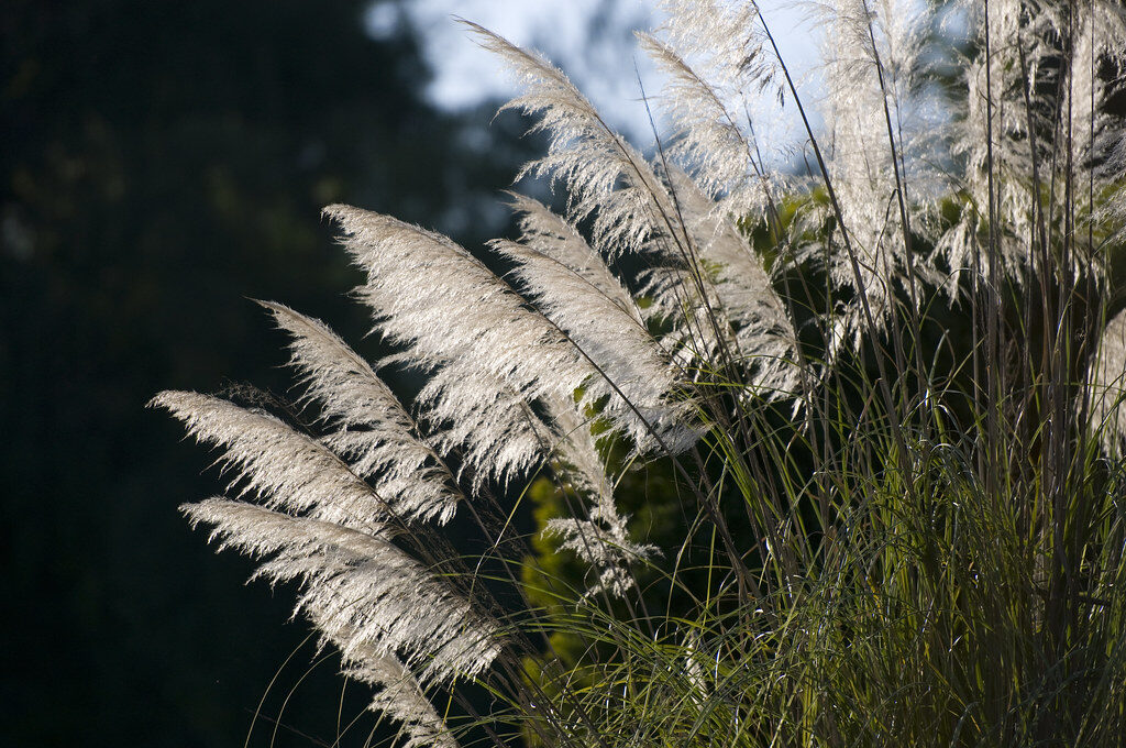 Ornamental Grasses