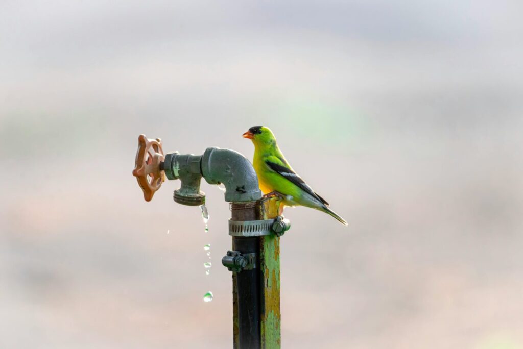 A goldfinch rests on an old faucet outdoors with water dripping, showcasing nature's colors.