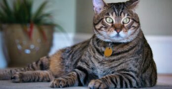 brown tabby cat with silver collar