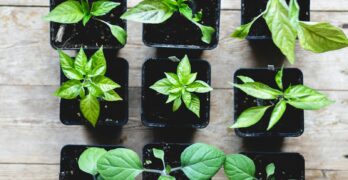 a bunch of plants that are in some pots
