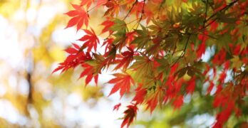 maple tree, autumn, foliage, fall, fall leaves, autumn leaves, fall in south korea, autumn in south korea