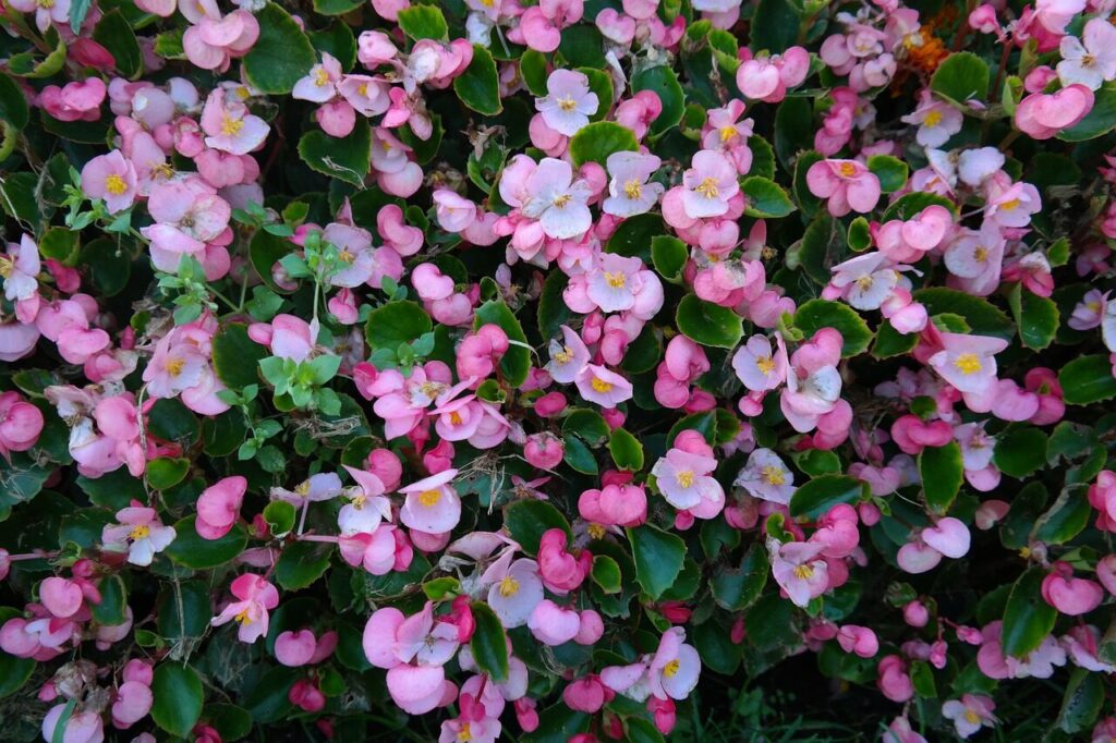 ice begonias, flower background, flower, blossoms, pink, flower wallpaper, flora, semperflorens begonias, nature, begonia semperflorens cultorum, begonia semperflorens hybrids, eyes of god, begonia leaf plants, begoniaceae, ocimum begonia, begonia, multicoloured, coloured, colorful, bedding plant, beautiful flowers, balcony plant, bright, bedding begonias