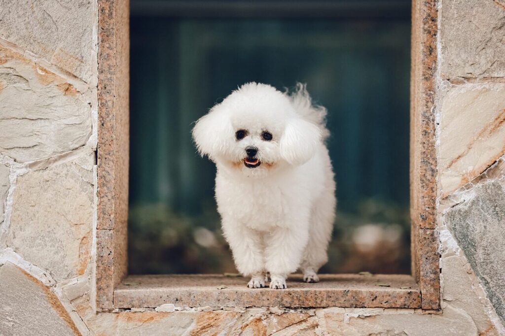 animal, mammal, bichon frise, puppy, pet, fur, nature, friend, breed