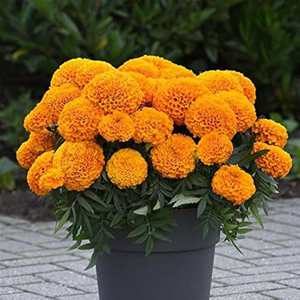 Warm-Hued Marigolds with Rustic Accents