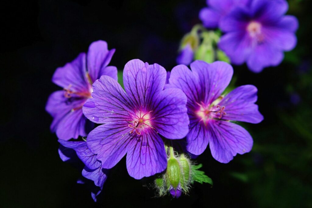 Close-up of vibrant purple geranium flowers with dark background.