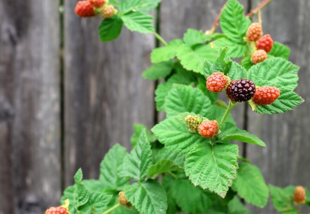 berries, boysenberry, nature, harvest, fruit, berry, food, healthy, organic, sweet, natural, red, ripe, dessert, tasty, fresh, freshness, delicious, blackberry, loganberry, summer, nutrition, diet, raw, juicy, vegetarian, wood, gray food, gray healthy, gray fruits, gray diet, gray dessert, gray nutrition, boysenberry, boysenberry, boysenberry, loganberry, loganberry, loganberry, loganberry, loganberry