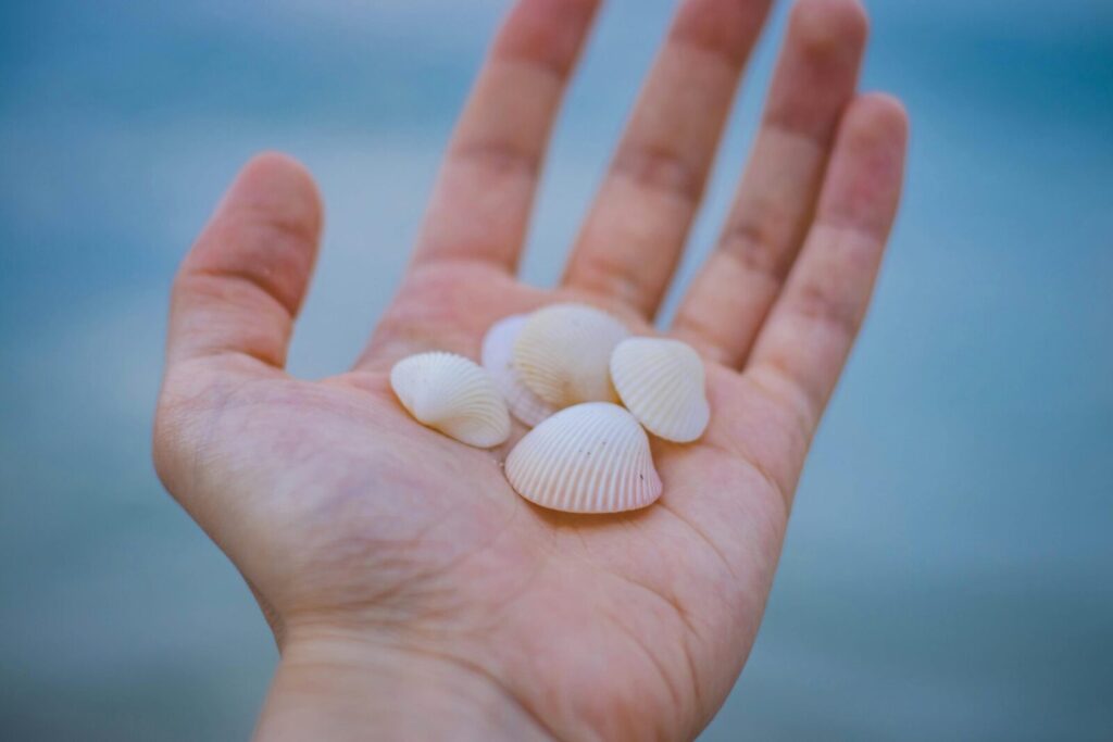 A close view of a hand holding four delicate seashells against a blurred coastal background.