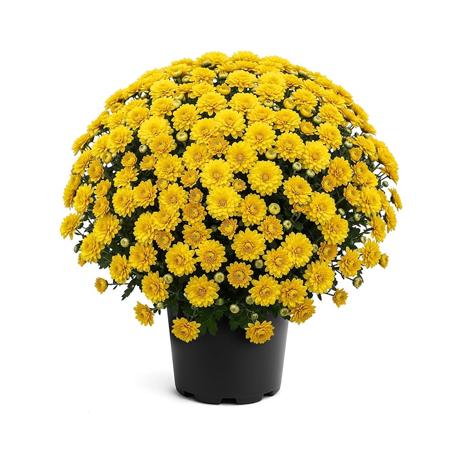Vibrant Chrysanthemums in Bright Colors