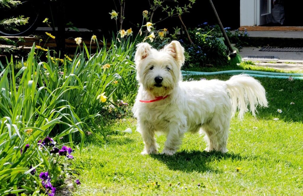 dog, pet, animal, west highland white terrier, pets, westie, west highland terrier