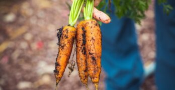 A hand holding freshly harvested organic carrots with soil in a garden setting.