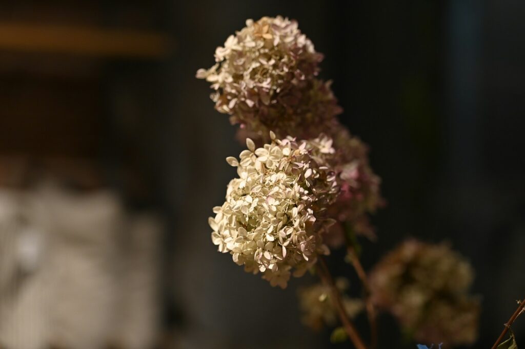 a close up of a bunch of flowers in a vase