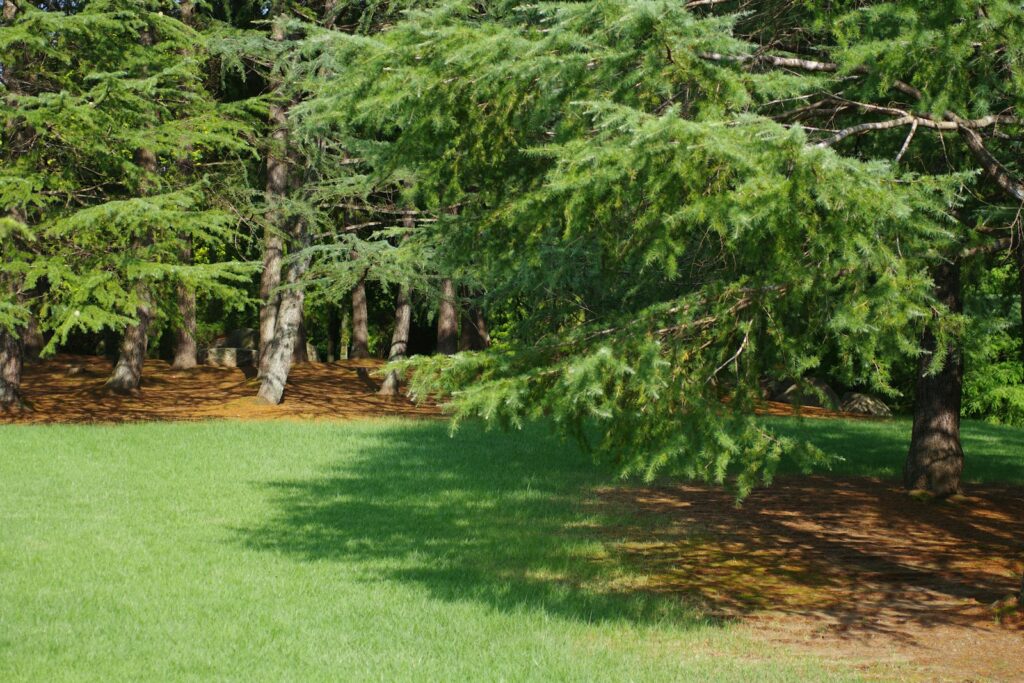 A green field with trees in the background