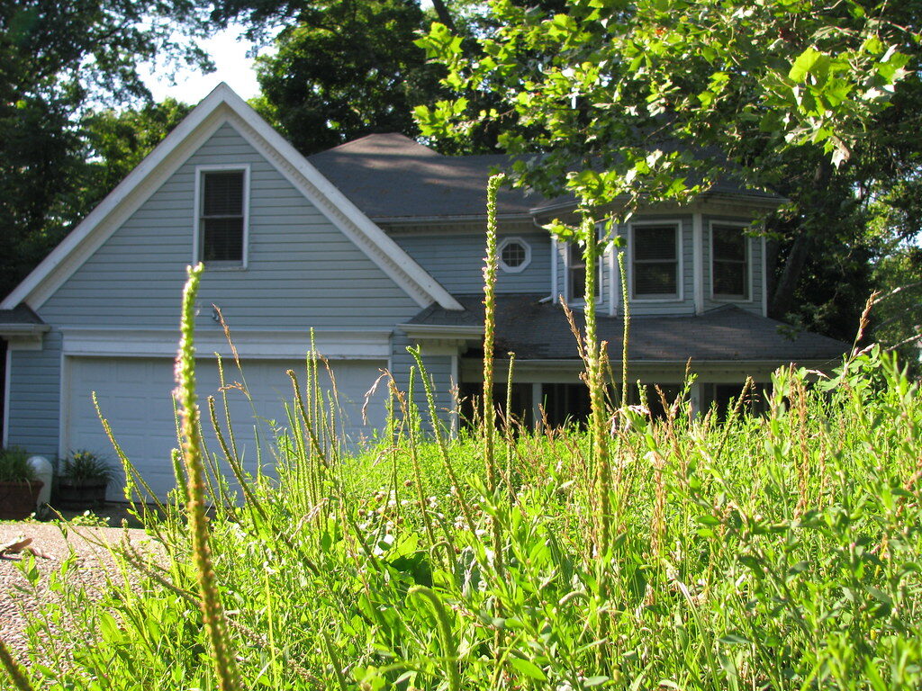 Overgrown Lawn