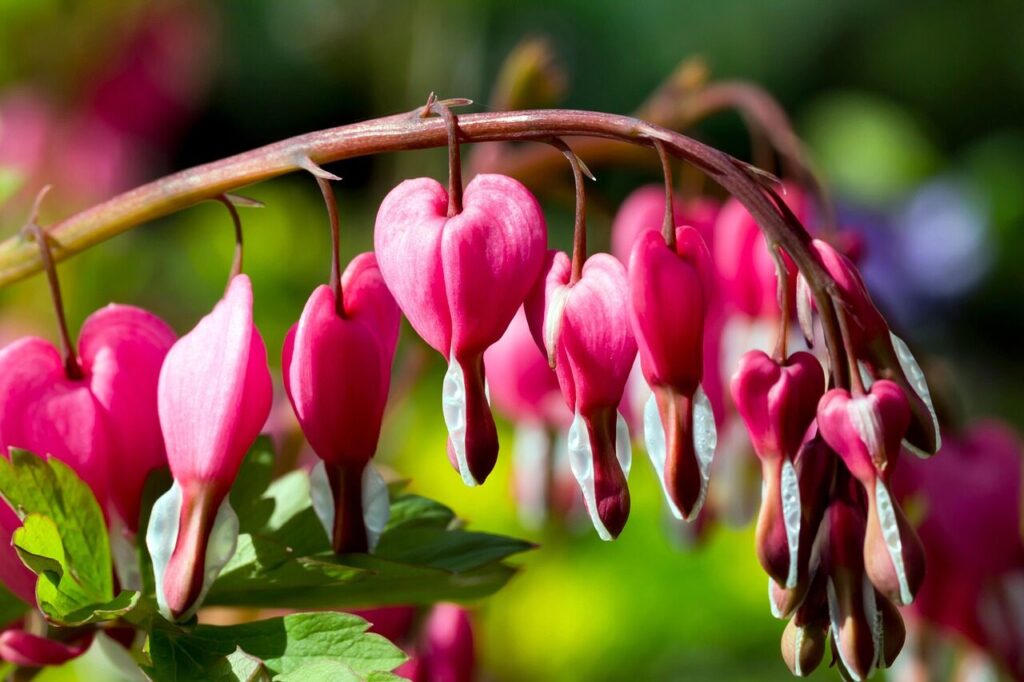 bleeding-heart, asian bleeding-hearts, pink flowers, petals, pink petals, bloom, blossom, flora, floriculture, horticulture, botany, nature, plants, flowering plants, spring, spring flowers, close up, dicentra spectabilis