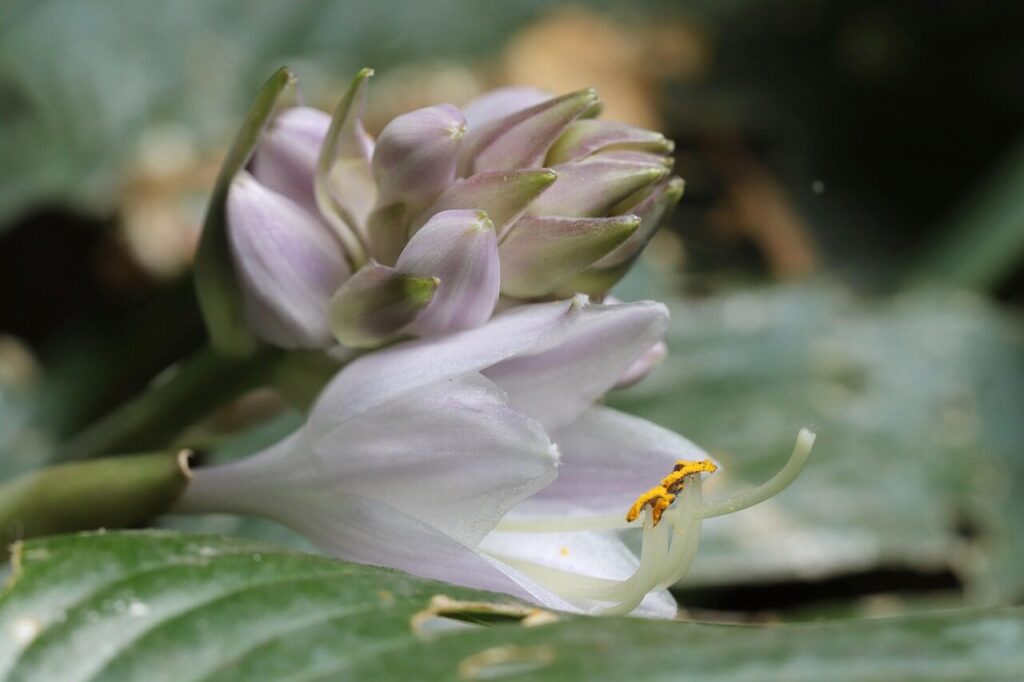 hosta, plantain lily, beautiful flowers, hosta flower, flower, blossom, bloom, flower wallpaper, bud, stamens, petals, flower background, shrub, garden, nature