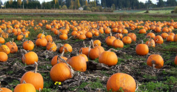 Pumpkin Patch