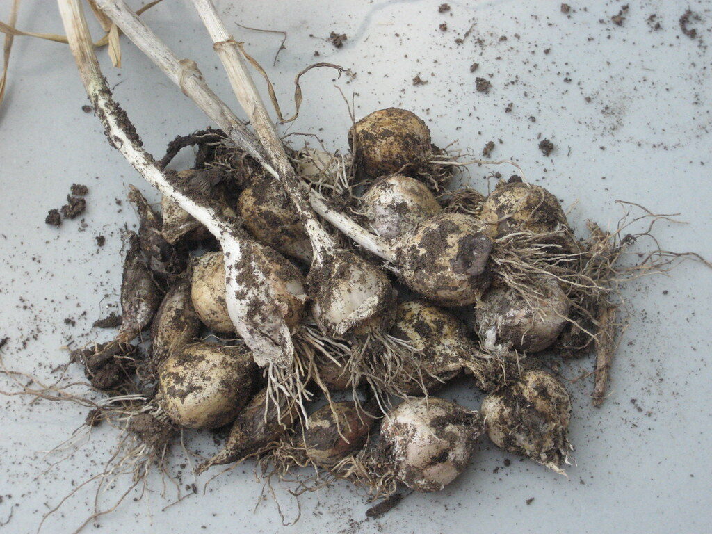 Garlic