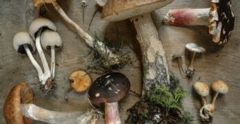 flat lay photography of mushrooms