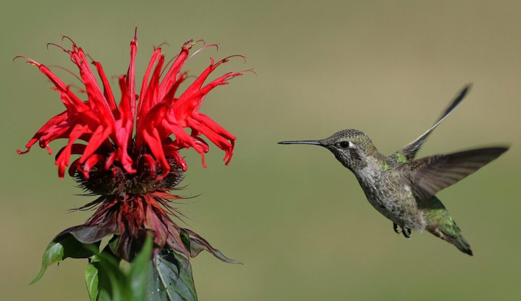 A beautiful hummingbird hovers near a striking red flower, showcasing nature's elegance.