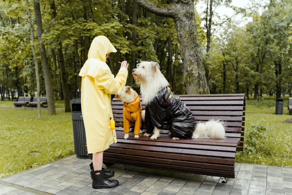 A woman in a yellow raincoat gives treats to dogs in raincoats sitting on a park bench.