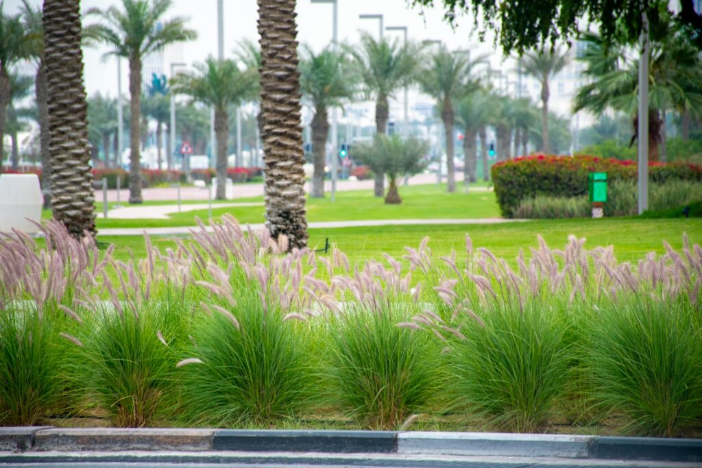 Lush green park with palm trees and flowering ornamental grass.