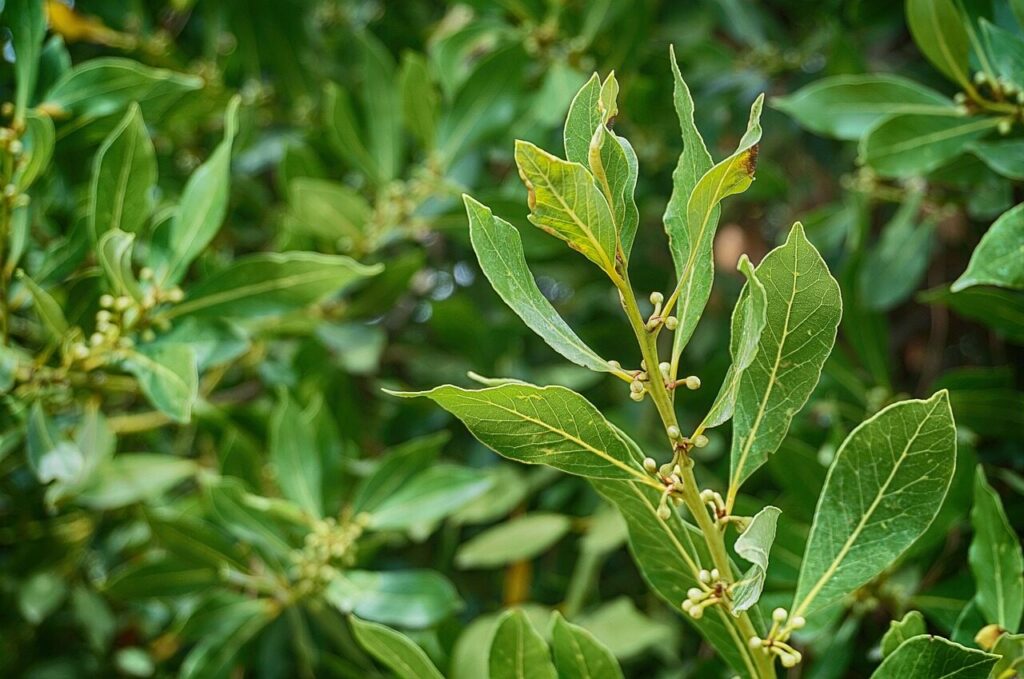 laurel, laurel tree, laurel plant, nature, tribe, leaf, shrub, tree trunk, seasoning