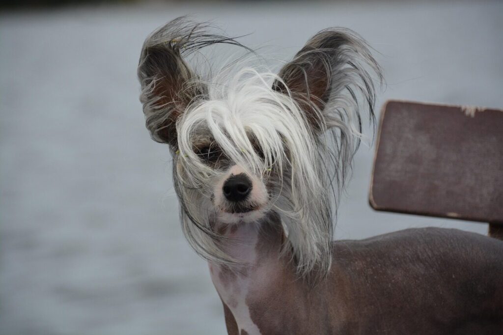 dog, chinese crested, naked dog, pet, outside, animal, nature, chinese crested dog