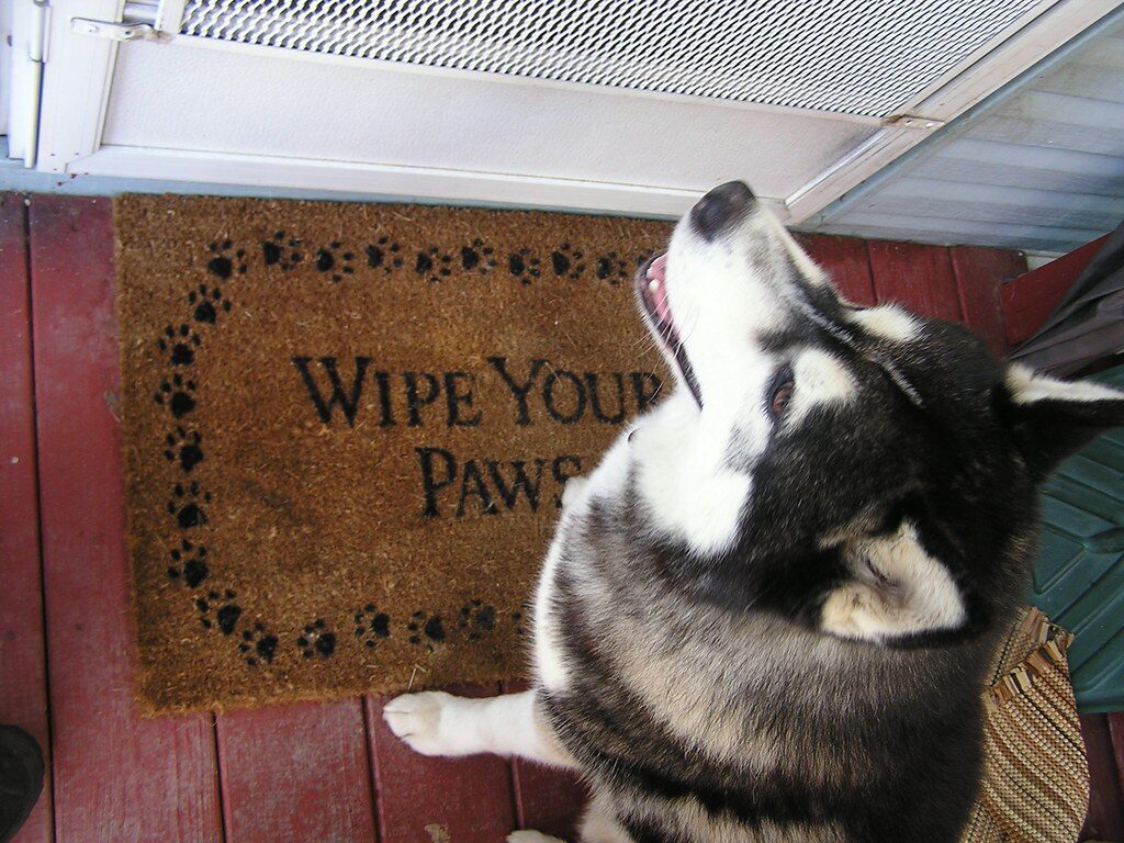 wiping paws