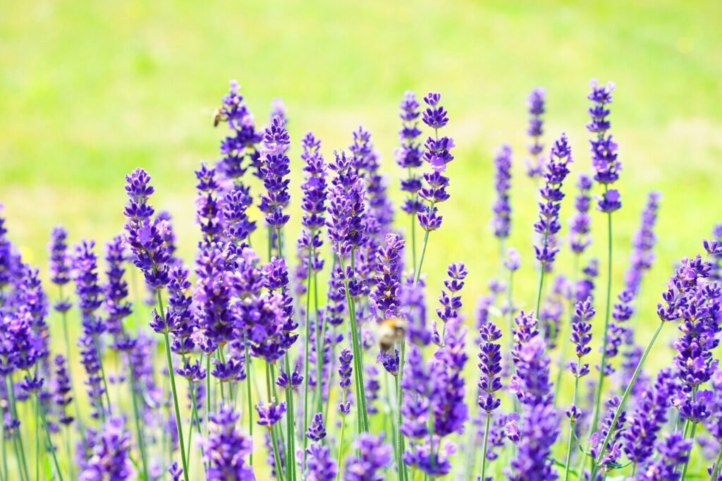 lavenders, flowers, garden, lavender field, purple flowers, flower background, beautiful flowers, bloom, blossom, flower wallpaper, flora, nature, inflorescence, lavandula angustifolia, scented plants, medicinal plants, fragrant, plants, lavender meadow, lavendula, fragrance