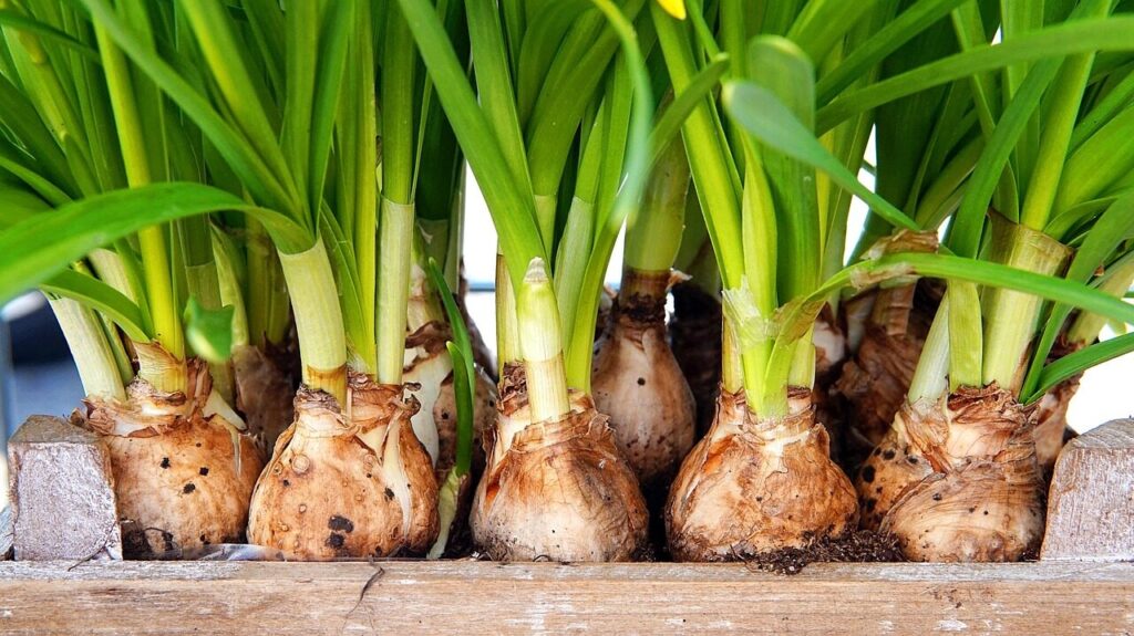 flower bulb, nature, daffodils, plant, spring flower