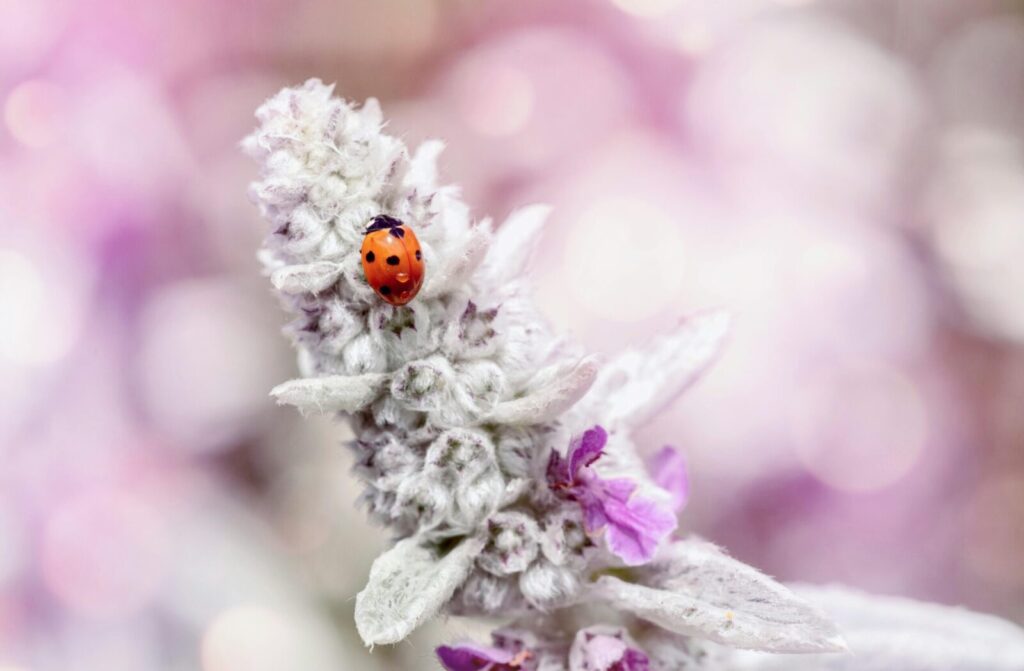 Close-up of a ladybug on a lamb's ear flower, featuring soft pink and white tones with bokeh background.