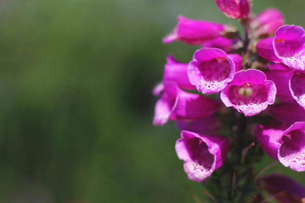 Elegant foxglove flowers in full bloom showcasing their vibrant purple color against a natural green backdrop.