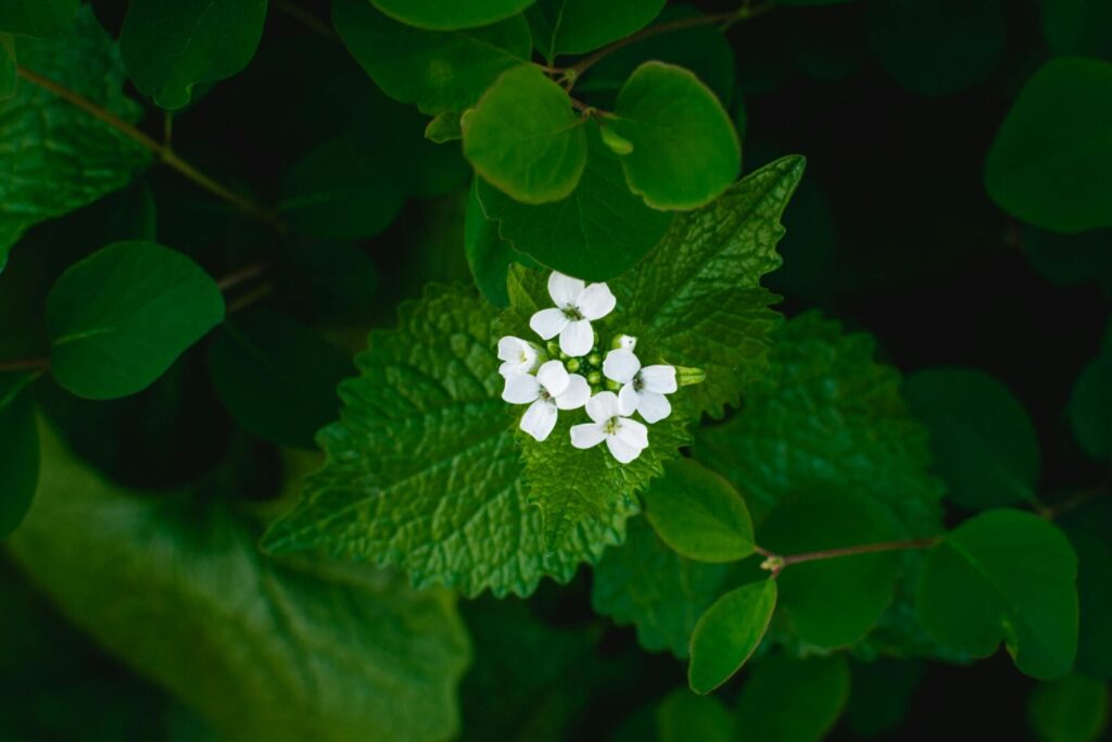 A detailed view of white garlic mustard flowers surrounded by lush green leaves, showcasing nature's elegance.