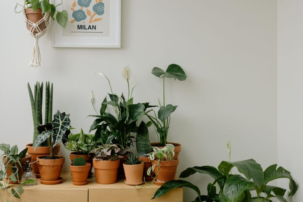 A collection of indoor houseplants in clay pots against a neutral wall with a Milan-themed art piece.
