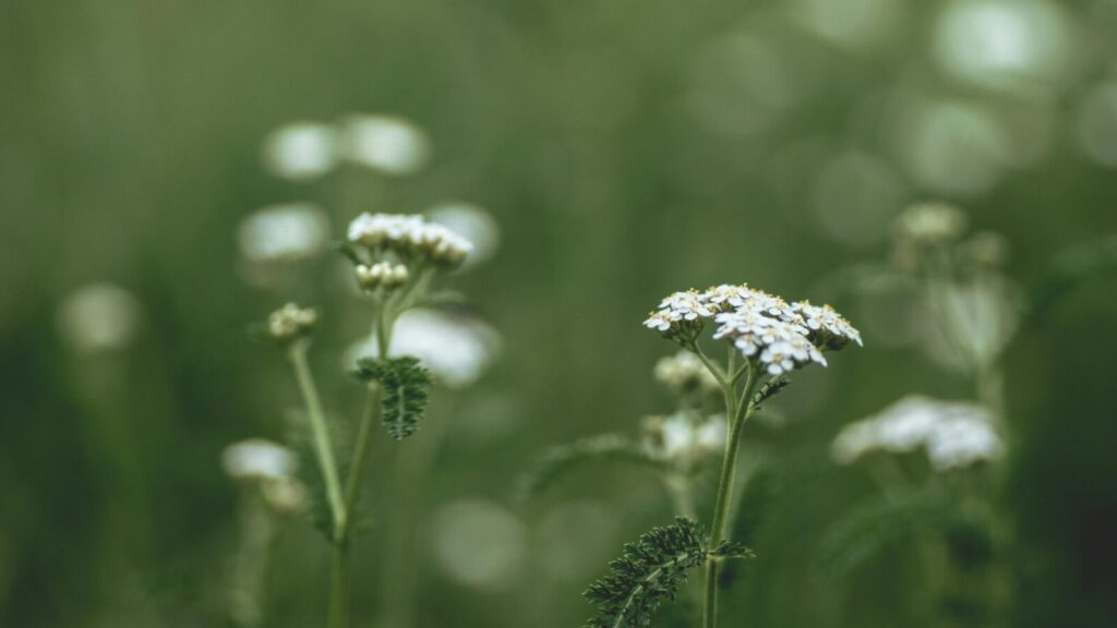 A serene close-up of white wildflowers blooming in a lush green meadow.