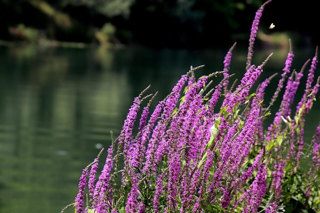 purple loosestrife common, lythrum salicaria, flower background, flowers, plants, color purple, marsh plants, summer, flower wallpaper, pond, beautiful flowers, nature