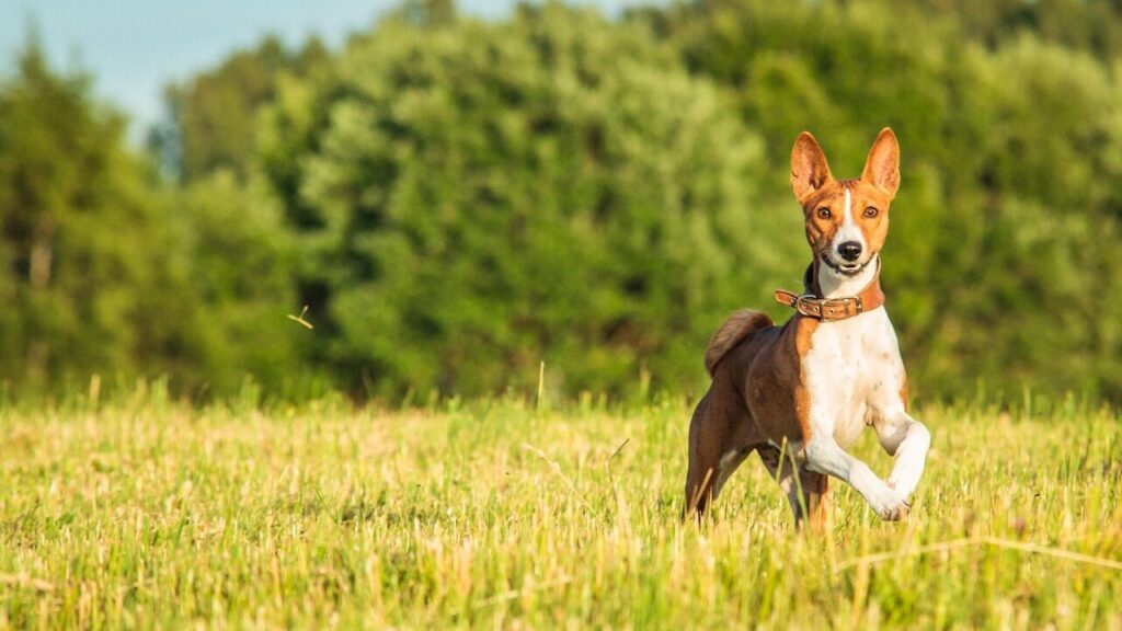 basenji, dog, running, field, outdoors, active, animal, agility, athletic, canine, competition, nature, fun, pet, game