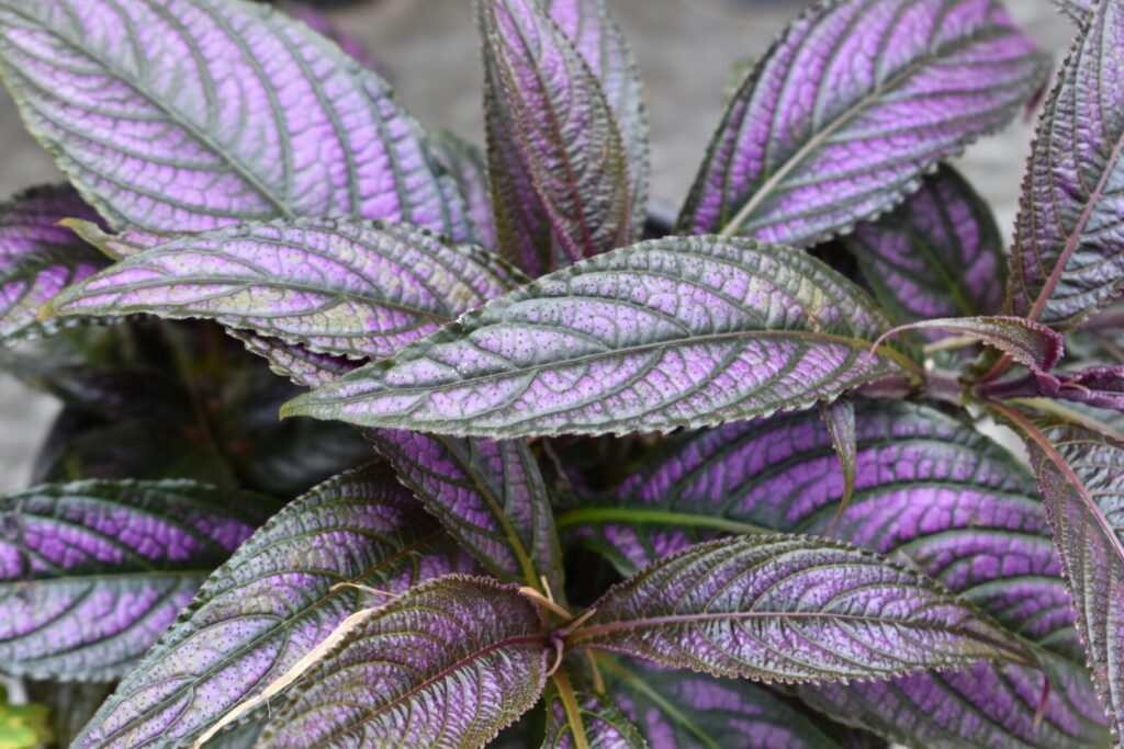 Capture of vibrant purple Persian shield leaves showcasing texture and pattern.