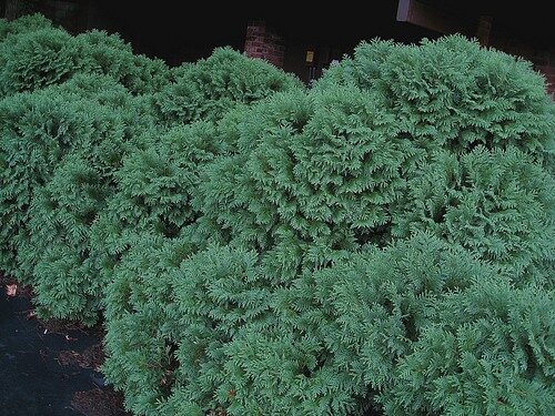 Evergreen Shrubs