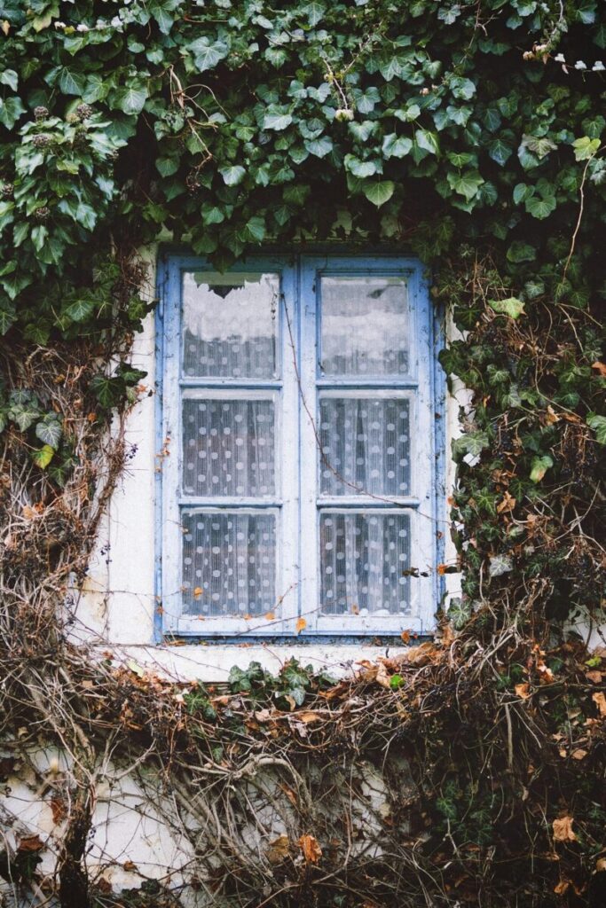 Blue window framed by lush ivy and vines, creating a rustic and charming atmosphere.