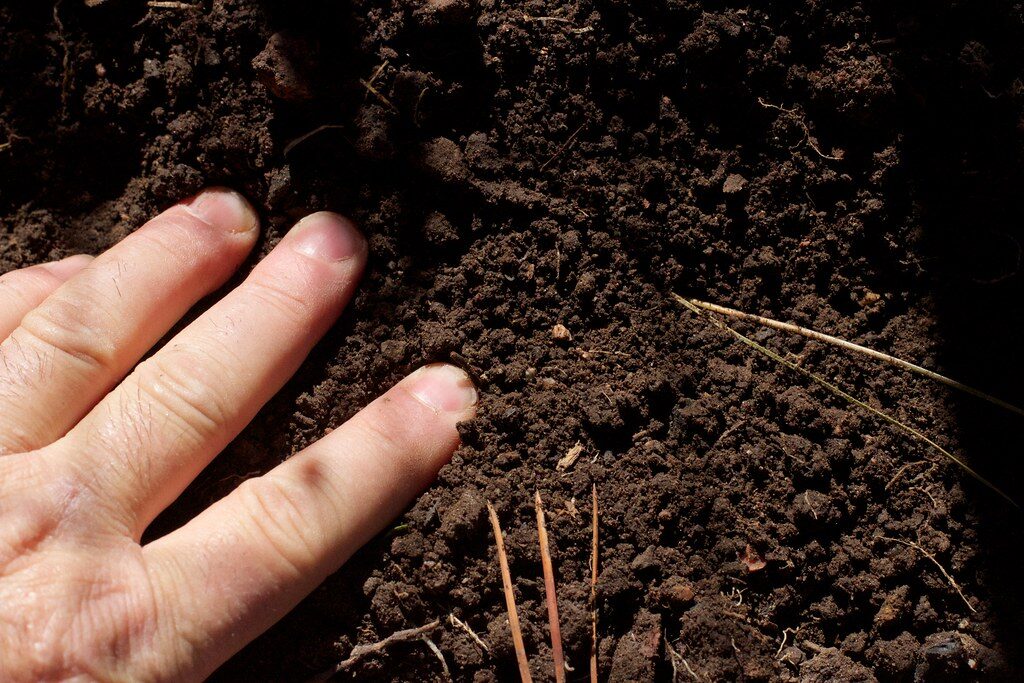 Planting Garlic