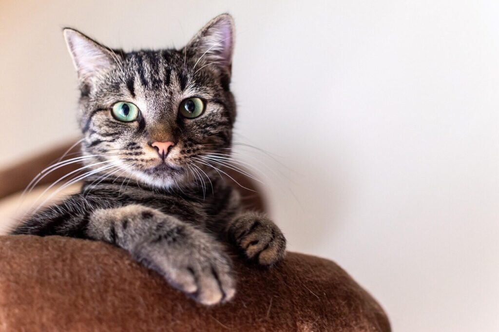 simba, cat, portrait, nature, cat photography, animals, animal, pet, domestic cat