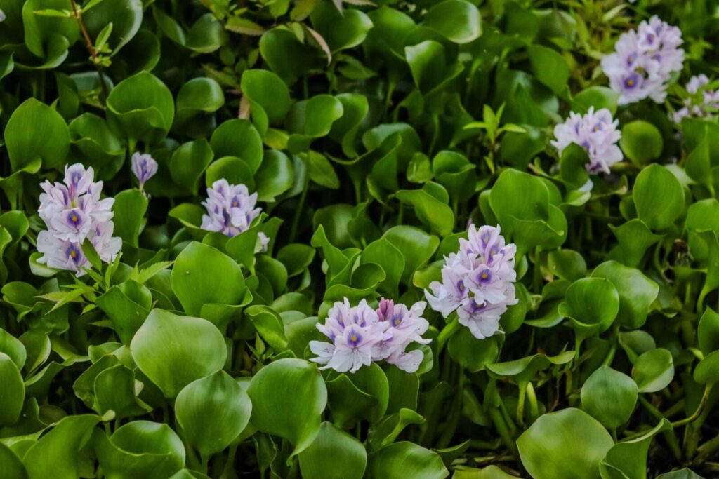 Purple water hyacinth flowers amidst lush green foliage, vibrant natural scene.