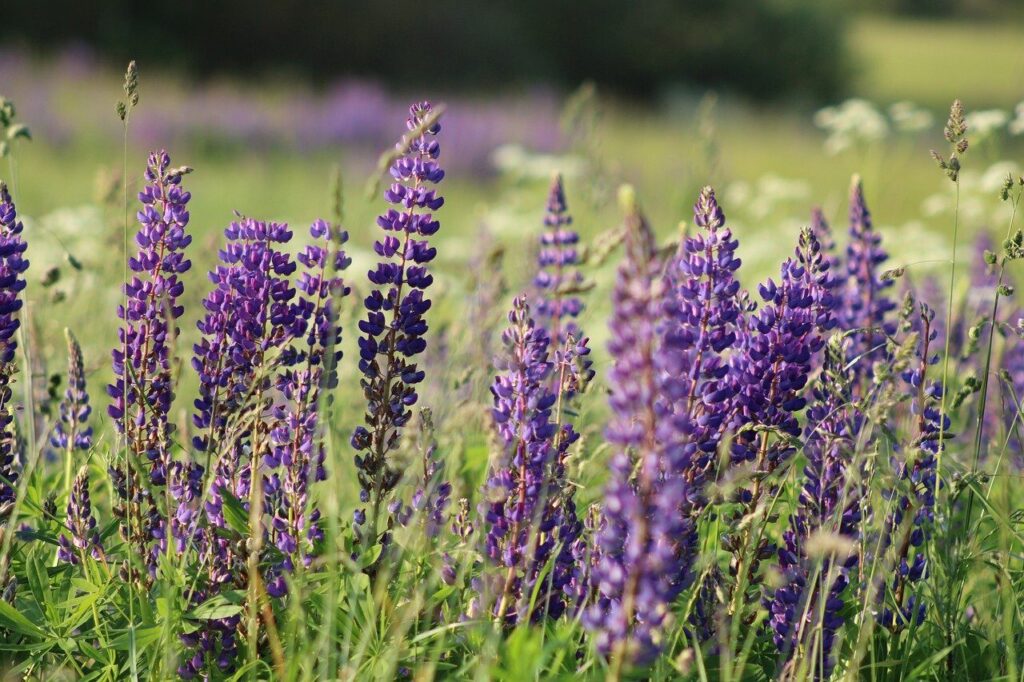 nature, flower background, landscape, flower, beautiful flowers, plant, flower wallpaper, blossom