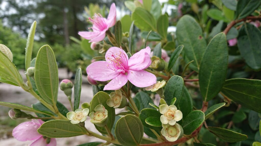 a close up of a pink flower on a tree