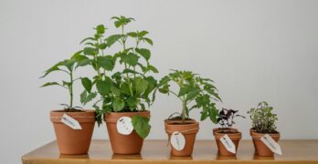 Five potted herbs including oregano and basil on a wooden table indoors.