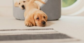 a couple of dogs laying on top of a rug